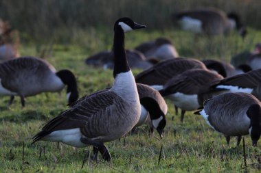 Büyük bir kaz sürüsü. Kanada kazları da dahil. Bir tarlada yiyecek arıyorlar. Bu fotoğraf soğuk bir Aralık sabahı çekildi..