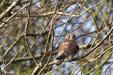 A beautiful animal portrait of a Kestrel perched on a tree. This Bird of prey was captured at Lunt Meadow Nature Reserve in Liverpool, England.