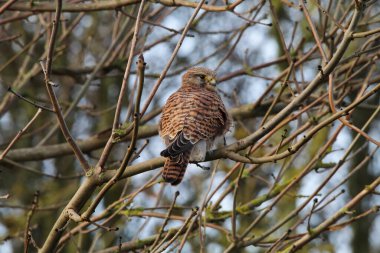 A beautiful animal portrait of a Kestrel perched on a tree. This Bird of prey was captured at Lunt Meadow Nature Reserve in Liverpool, England.