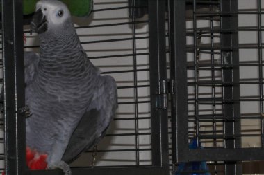 A portrait of a pet African Grey Parrot at their home.