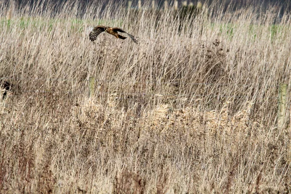 A Hen Harrier, or Ringtail as they are more commonly known, in flight over Lunt Meadow and Nature Reserve in Liverpool, United Kingdom.
