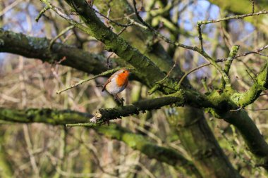 A Robin bird playing in the snow at a Nature Reserve. This photo was taken at a Reserve in Preston.
