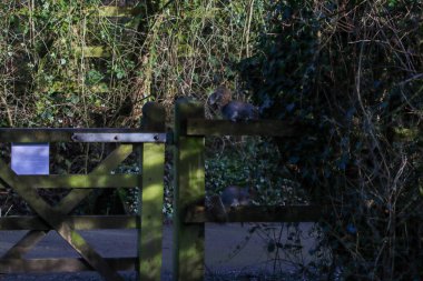 A stunning grey squirrel eating nuts in the forest after a heavy downfall of snow. This photograph was taken at Longton Nature Reserve in Preston, United Kingdom.