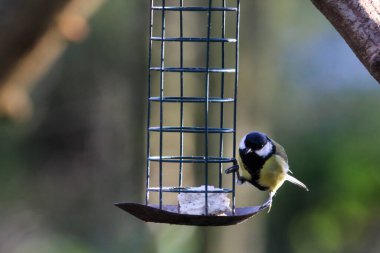 A Great Tit perched on a tree in the forest after a heavy downfall of snow. This photo was taken at Longton Nature Reserve in Preston, United Kingdom.