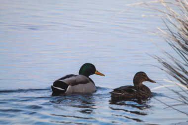 Güzel bir ördeğin çarpıcı bir hayvan portresi tüylerinin doğal desenlerini ve renklerini yakalıyor.