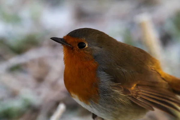 stock image A Robin bird playing in the snow at a Nature Reserve. This photo was taken at a Reserve in Preston.