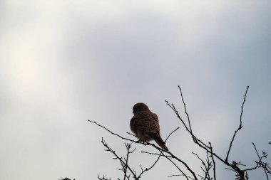 A beautiful animal portrait of a Kestrel perched on a tree. This Bird of prey was captured at Lunt Meadow Nature Reserve in Liverpool, England.
