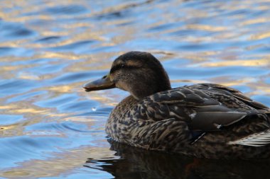 Güzel bir ördeğin çarpıcı bir hayvan portresi tüylerinin doğal desenlerini ve renklerini yakalıyor.