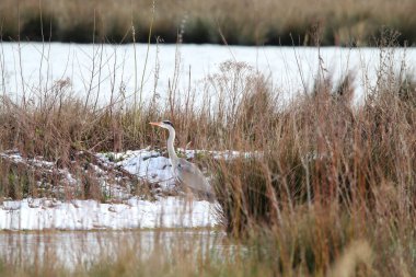 Şiddetli kar yağışından sonra, birkaç saat içinde birkaç santimetre kar düştükten sonra tarlalar beyazlaşır..