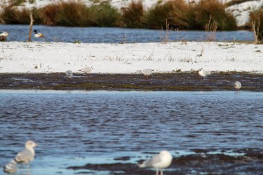 Şiddetli kar yağışından sonra, birkaç saat içinde birkaç santimetre kar düştükten sonra tarlalar beyazlaşır..