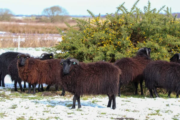 Stunning Animal Portrait Flock Black Horned Sheep Field Covered White — Stock Photo, Image