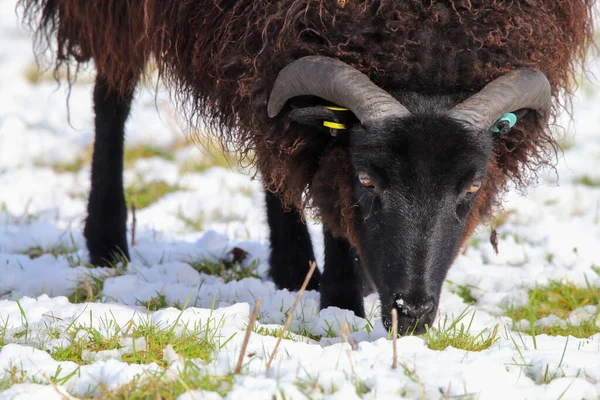 Superbe Portrait Animal Mouton Cornes Noires Dans Champ Blanc Recouvert — Photo