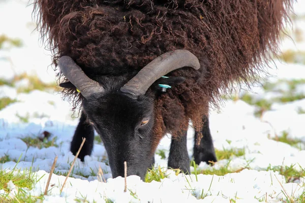 Superbe Portrait Animal Mouton Cornes Noires Dans Champ Blanc Recouvert — Photo
