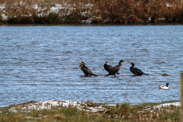 A stunning and rare photo of a large group of Cormorant Birds who have grouped together at the edge of a lake. A very rare sight to see such a large flock.