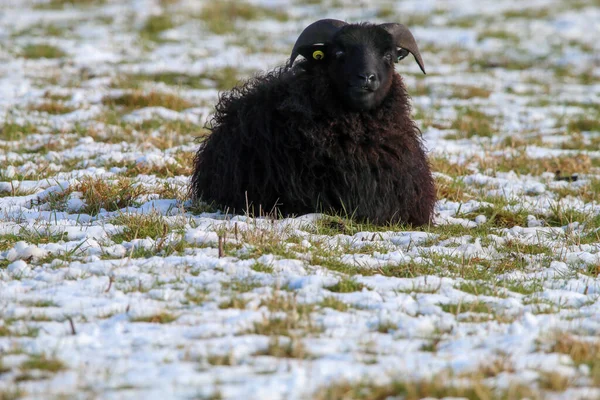 Retrato Animal Deslumbrante Uma Ovelha Chifre Preto Campo Branco Coberto — Fotografia de Stock
