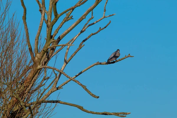 Eine Schöne Naturaufnahme Eines Vogels Auf Einem Kahlen Baum — Stockfoto