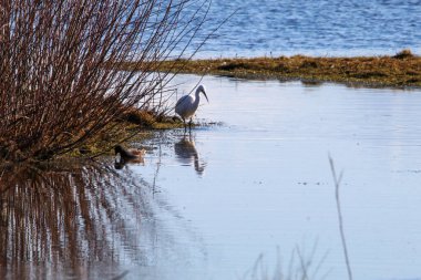 Gölün kenarında genç bir Egret. Kuşun yansıması suda görülebilir..