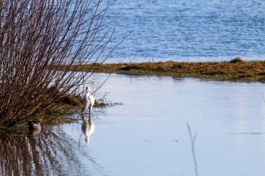 Gölün kenarında genç bir Egret. Kuşun yansıması suda görülebilir..