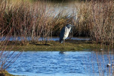 Göl kenarındaki bir tarlaya inen vahşi bir balıkçıl kuşu..