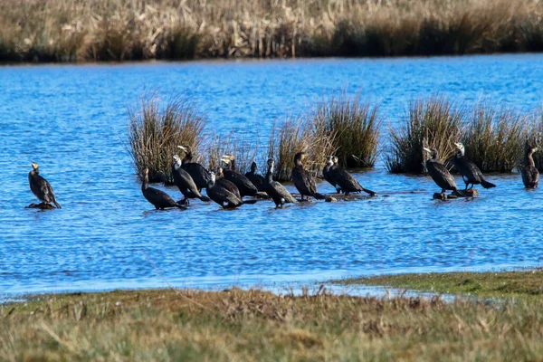 Una Foto Impresionante Rara Gran Grupo Aves Cormoranes Que Han — Foto de Stock