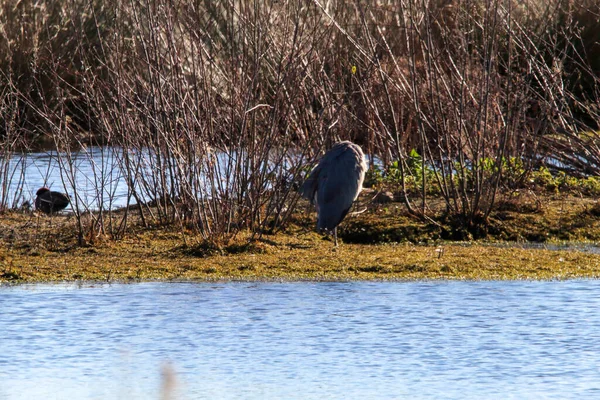 Pássaro Garça Selvagem Que Aterrou Campo Perto Lago — Fotografia de Stock