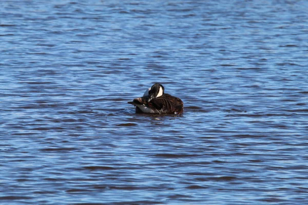 Stunning Animal Portrait Canadian Goose Lake Water Can Seen Spraying — Stock Photo, Image