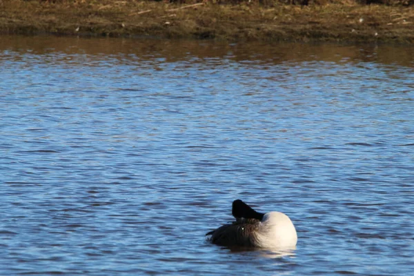 Stunning Animal Portrait Canadian Goose Lake Water Can Seen Spraying — Stock Photo, Image