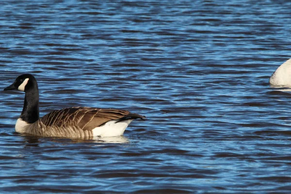 Retrato Animal Deslumbrante Ganso Canadense Lago Água Pode Ser Vista — Fotografia de Stock