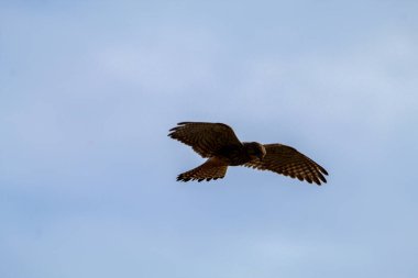 Uçan bir Kerkenez 'in çarpıcı bir görüntüsü ve avına saldırmadan önce havada asılı duruyor. Sert rüzgarlarla savaşırken kuşun kanatları tamamen açılır..