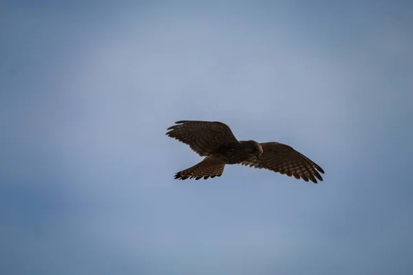 Stunning Shot Kestrel Flight Hovering Its Prey Swoops Eat Wings — Stock Photo, Image