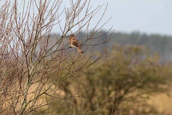 Stunning Shot Kestrel Perched Tree Windy Conditions — Stock Photo, Image