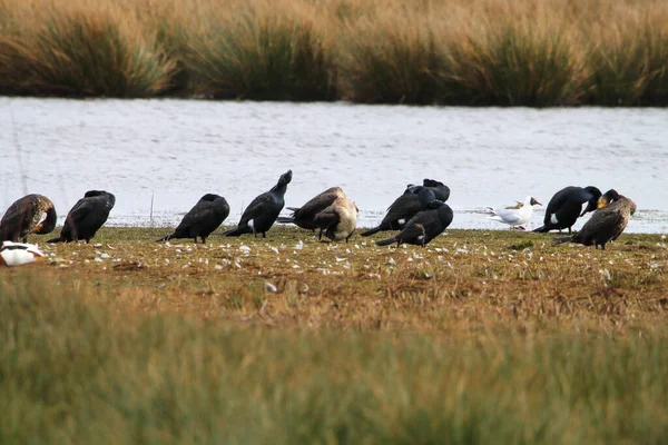 Uma Foto Impressionante Rara Grande Grupo Cormorant Birds Que Agruparam — Fotografia de Stock