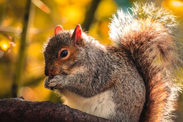 Retrato Animal Deslumbrante Esquilo Cinzento Floresta — Fotografia de Stock