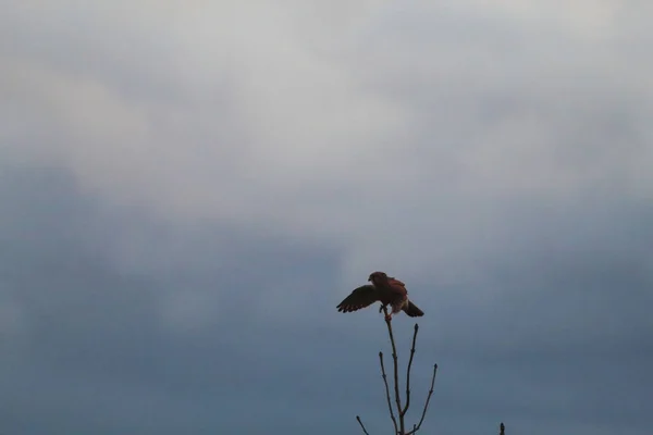 Μια Εκπληκτική Λήψη Του Kestrel Σκαρφαλωμένη Ένα Δέντρο Συνθήκες Ανέμου — Φωτογραφία Αρχείου