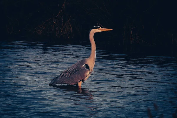 Göl Kenarındaki Bir Tarlaya Inen Vahşi Bir Balıkçıl Kuşu — Stok fotoğraf