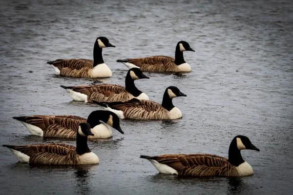 Impresionante Retrato Una Bandada Gansos Canadienses Cruzando Lago Una Reserva — Foto de Stock