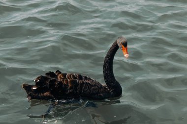 Göldeki siyah bir kuğunun çarpıcı ve nadir bir hayvan portresi..