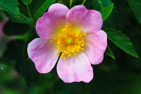 Oszałamiające Zbliżenie Kwiatu Okresie Letnim Piękne Kontrastowe Kolory Widać Kwiatach — Zdjęcie stockowe