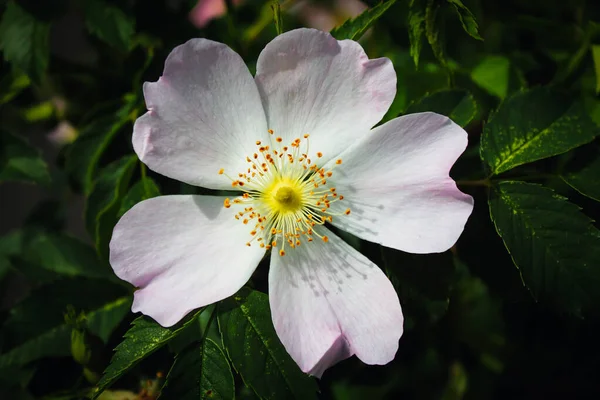 Lenyűgöző Közelkép Egy Virágról Nyáron Gyönyörű Kontrasztos Színek Láthatók Virágon — Stock Fotó