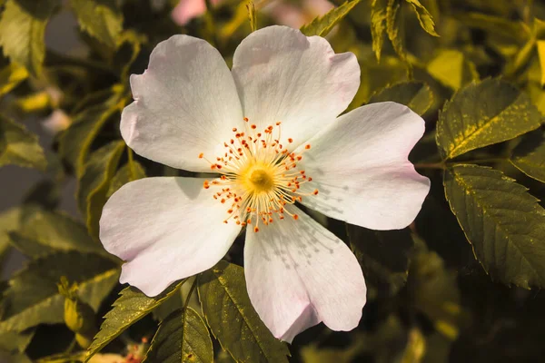 Ένα Εκπληκτικό Κοντινό Πλάνο Ενός Λουλουδιού Κατά Διάρκεια Του Καλοκαιριού — Φωτογραφία Αρχείου
