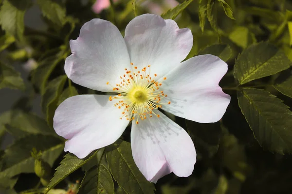 Close Deslumbrante Uma Flor Durante Verão Cores Contrastantes Bonitas Podem — Fotografia de Stock