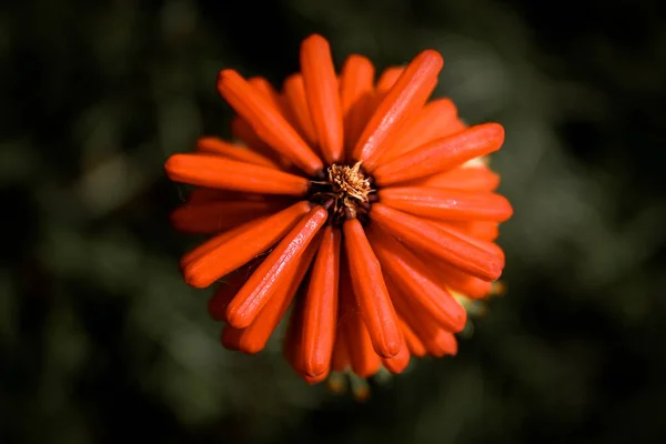 Ένα Εκπληκτικό Κοντινό Πλάνο Ενός Λουλουδιού Κατά Διάρκεια Του Καλοκαιριού — Φωτογραφία Αρχείου