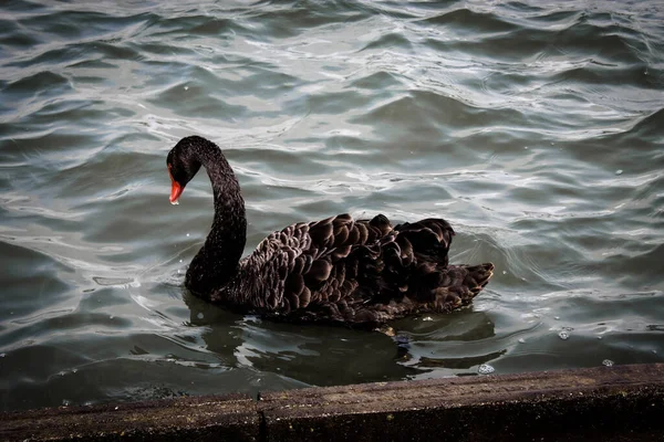 Stunning Rare Animal Portrait Black Swan Lake — Stock Photo, Image