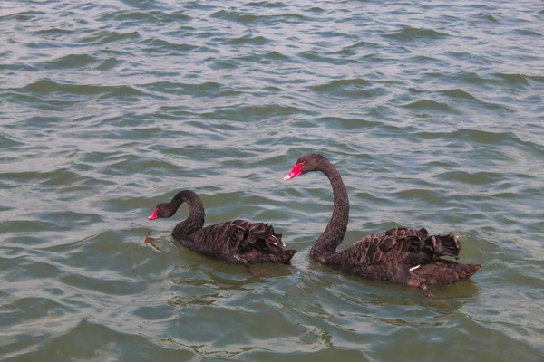 Oszałamiający Rzadki Zwierzęcy Portret Czarnego Łabędzia Jeziorze — Zdjęcie stockowe