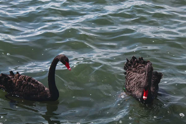 Stunning Rare Animal Portrait Black Swan Lake — Stock Photo, Image