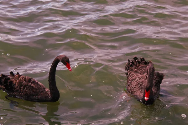 Impresionante Raro Retrato Animal Cisne Negro Lago — Foto de Stock