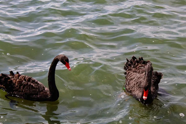 Impresionante Raro Retrato Animal Cisne Negro Lago — Foto de Stock