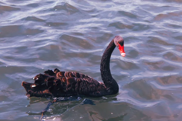 Een Prachtig Zeldzaam Dierenportret Van Een Zwarte Zwaan Een Meer — Stockfoto