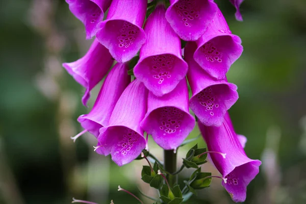 stock image A stunning closeup of a flower during the summertime. Beautiful contrasting colours can be seen on the flower and the background.