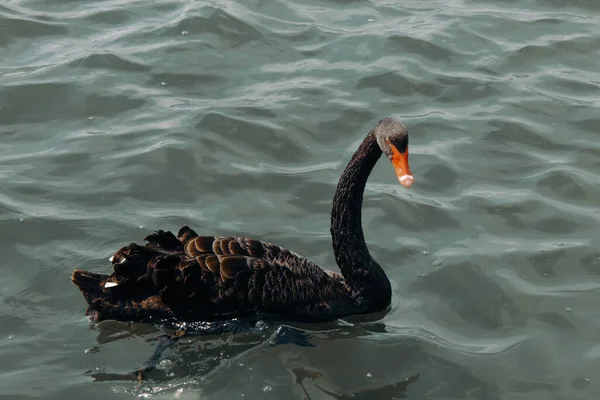 Oszałamiający Rzadki Zwierzęcy Portret Czarnego Łabędzia Jeziorze — Zdjęcie stockowe